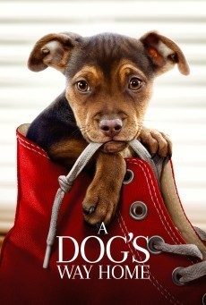 ดูหนังออนไลน์ฟรี A Dog’s Way Home เพื่อนรักผจญภัยสี่ร้อยไมล์