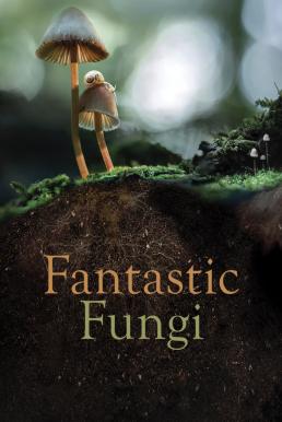 ดูหนังออนไลน์ฟรี Fantastic Fungi (2019) เห็ดมหัศจรรย์